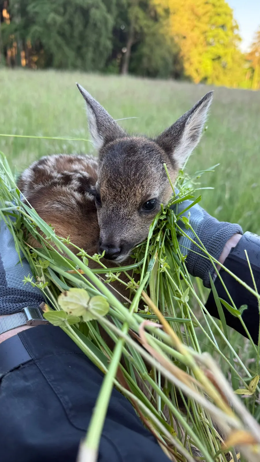 A helper in work gloves carries a rescued fawn wrapped in a bundle of fresh grass through a meadow.